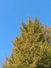 はみの画像