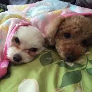 LEAO