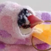Happy