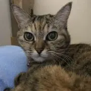 konatsuの画像