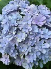 ソラの画像