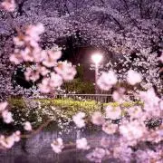 ➰➰CherryBlossom➰➰の画像