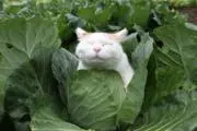 シェルの画像