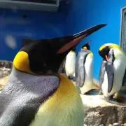 ハル
