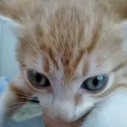 コアラの画像