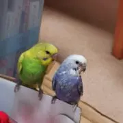 ほしぞらの画像