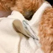 こっこの画像