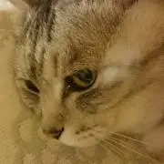 しず