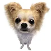 ポコの画像