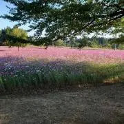 シンディの画像