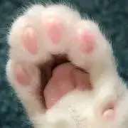チャコマルリンの画像