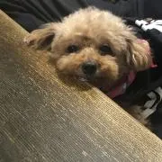 米ちゃん♥プロフ読んでちょ(●⁰ꈊ⁰●)の画像