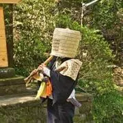 山法師