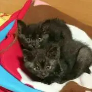 ねこよ (ФωФ)Ⅴ