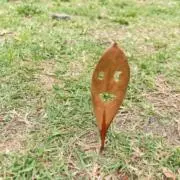 はるはな