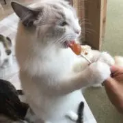 マヌルネコ