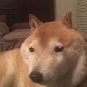 41の画像