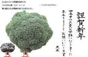 ぶたにらの画像