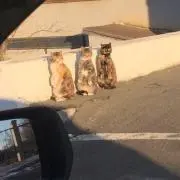 ゆ