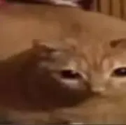 むしの画像