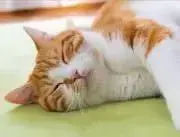 ティーコの画像