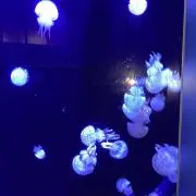 ニョイズの画像