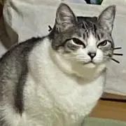 まるぷぅの画像