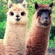 美品】九谷焼 飾り壺 九谷章山 百花繚乱 金彩 - メルカリ