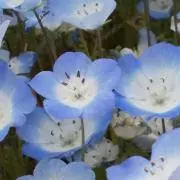しょうのすけの画像