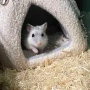 たくろーの画像