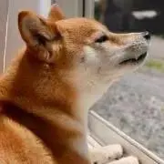 LOCOの画像