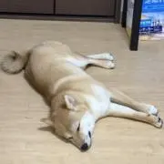 まなの画像