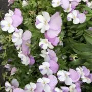 MMMの画像