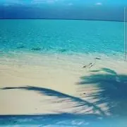 サラの画像