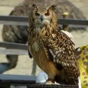 owlkerakeraの画像