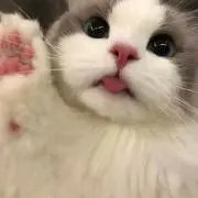 YUIの画像