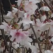 sakura2020の画像