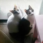 あしうに
