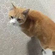 PIZAの画像