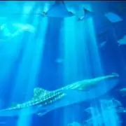 ae76の画像