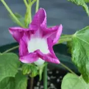 きっきーの画像