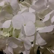 Soの画像
