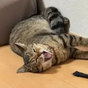年末ブセハンターの画像
