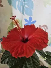 かぁ～の画像