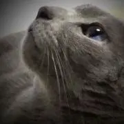 キャビア