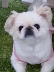 ヒデの画像