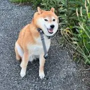 まさをの画像