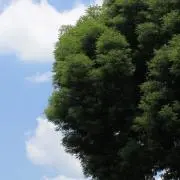 てってのママの画像