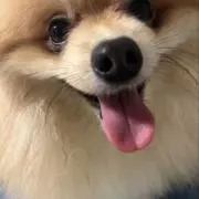 いちごちゃんの画像