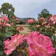 みっちょんの画像